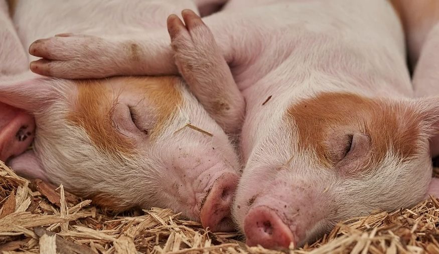 Dyrevelfærd - hvordan bliver vi dyrene - små grise i en stald med halm